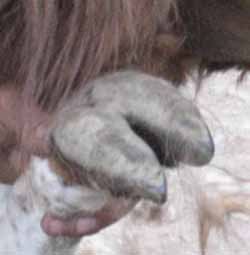 die Sohle eines Lamas